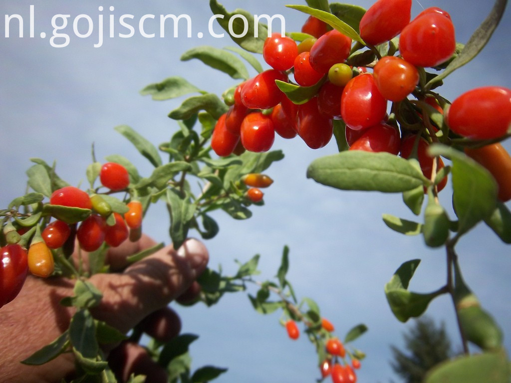 verse, natuurlijk gecertificeerde GOJI BERRY fresh Natural Certificated GOJI BERRY